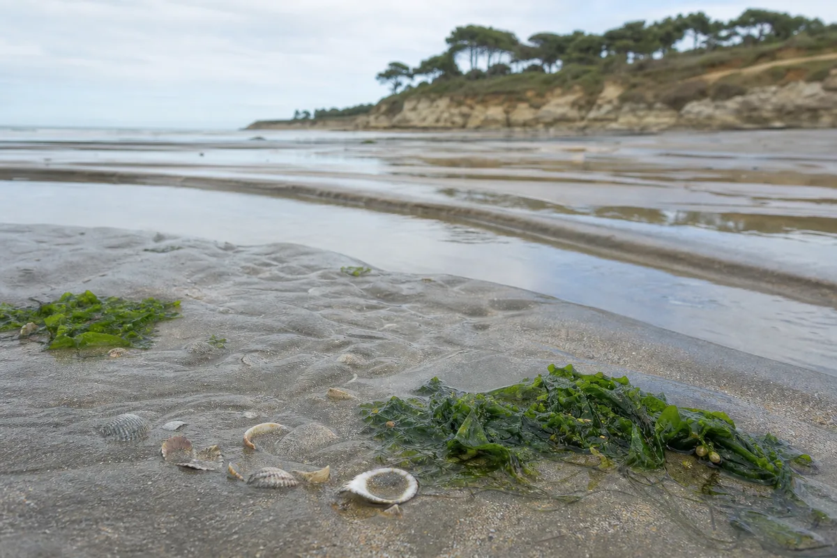 Estran de sable découvert à marée basse sur la côte atlantique, flaques et bancs de sable ondulés sous une lumière rasante