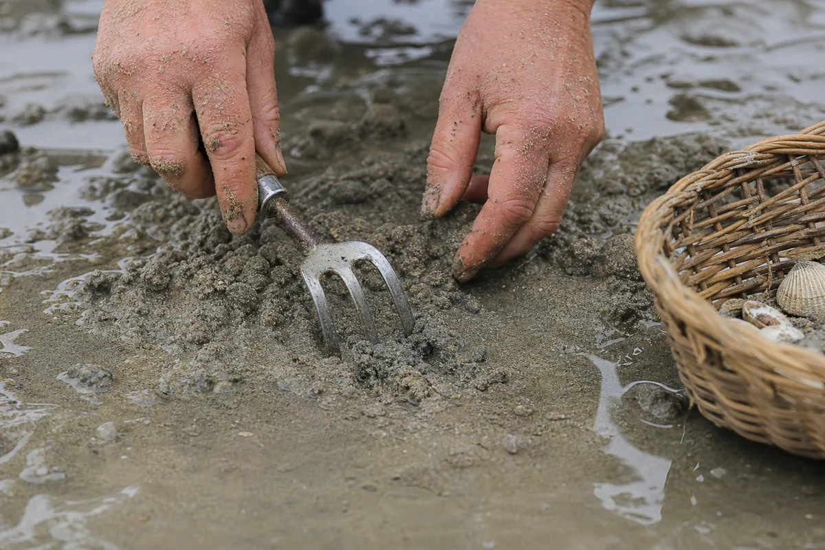 Mains de pêcheur à pied grattant le sable humide avec une griffe, coquillages posés dans un panier en osier ajouré