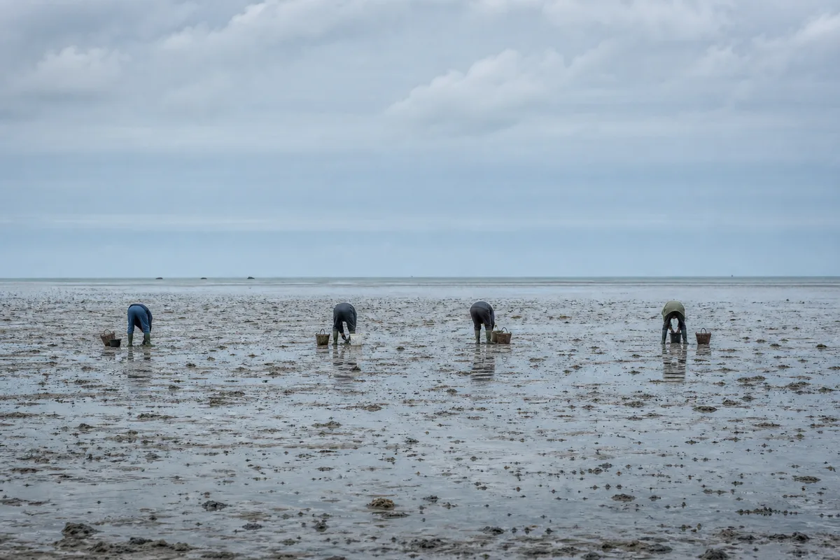 Groupe de pêcheurs à pied de dos, silhouettes dispersées sur un vaste estran découvert, mer lointaine et ciel nuageux